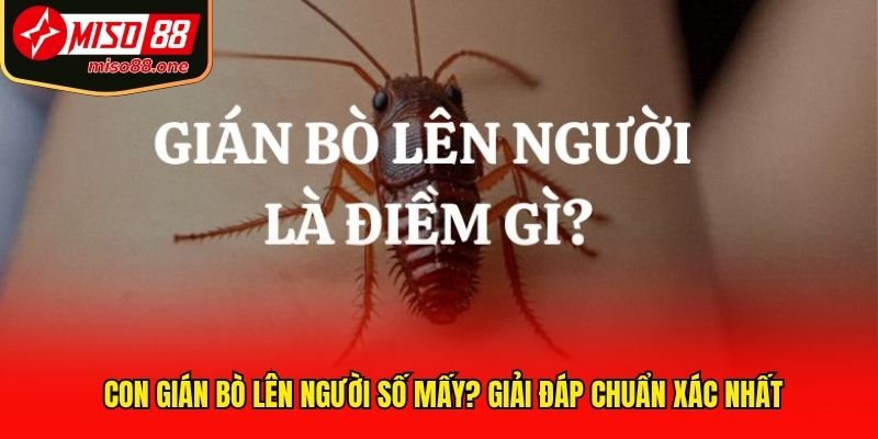 Con Gián Bò Lên Người Số Mấy? Giải Đáp Chuẩn Xác Nhất