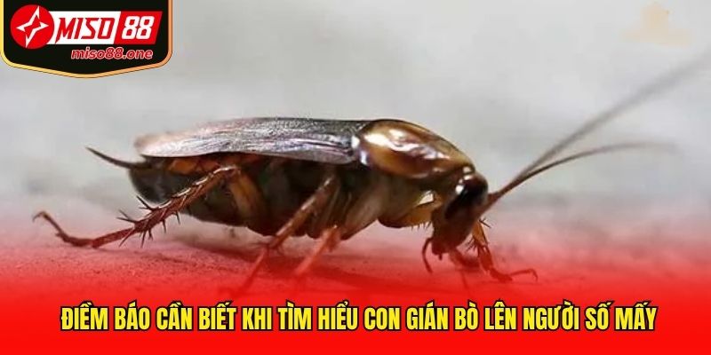 Điềm báo cần biết khi tìm hiểu con gián bò lên người số mấy