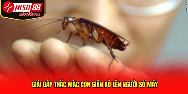 Giải đáp thắc mắc con gián bò lên người số mấy