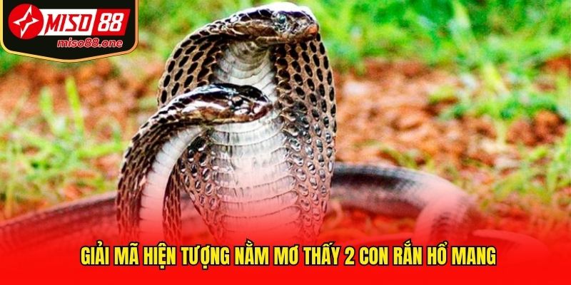 Giải mã hiện tượng nằm mơ thấy 2 con rắn hổ mang