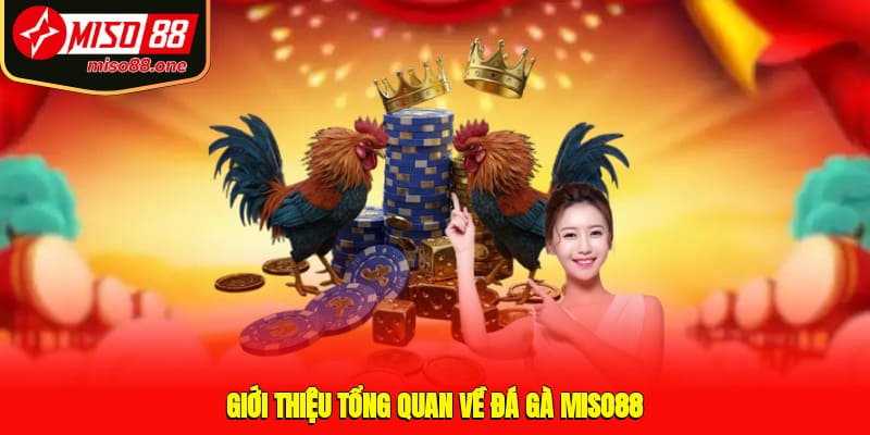 Giới thiệu tổng quan về đá gà MISO88