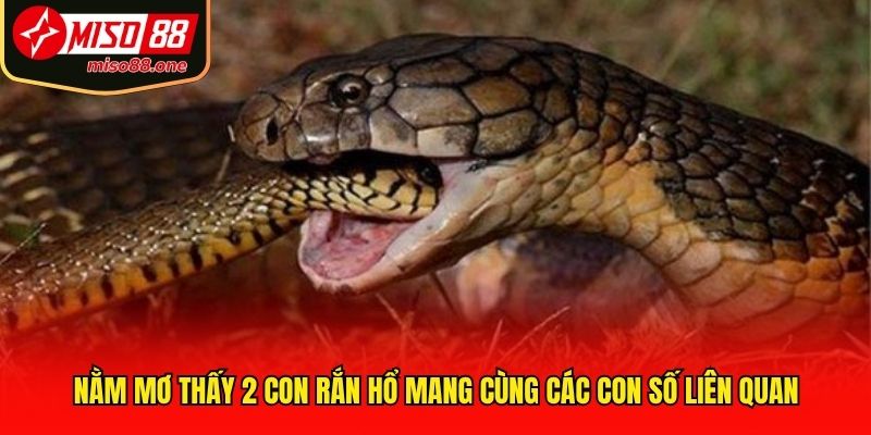Nằm mơ thấy 2 con rắn hổ mang cùng các con số liên quan