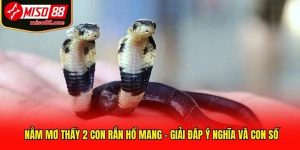 Nằm Mơ Thấy 2 Con Rắn Hổ Mang - Giải Đáp Ý Nghĩa Và Con Số