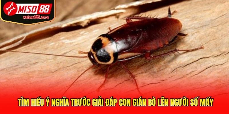Tìm hiểu ý nghĩa trước giải đáp con gián bò lên người số mấy