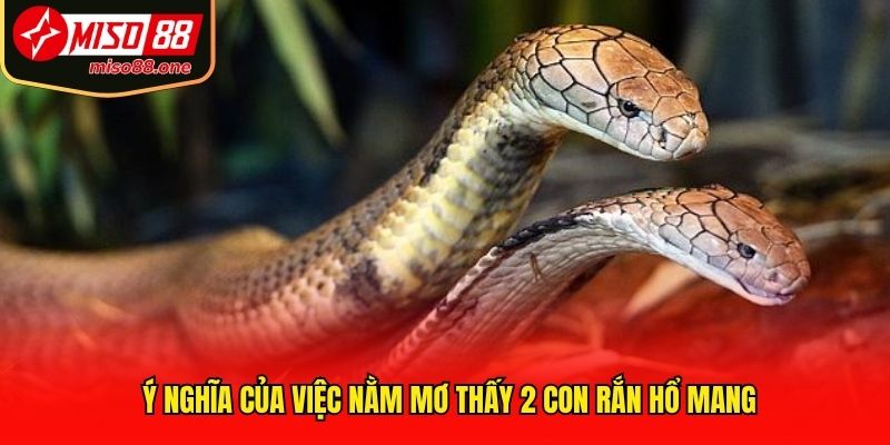 Ý nghĩa của việc nằm mơ thấy 2 con rắn hổ mang